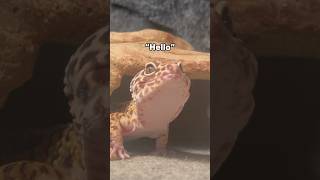 Update On My Leopard Gecko Gary [upl. by Elleda]