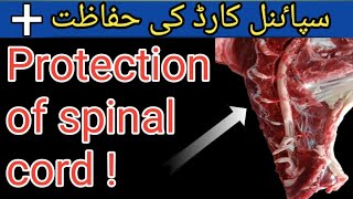 Protection of spinal cordStructure of spineVertebral column [upl. by Randy112]