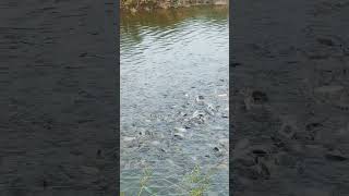 Pangasius Feeding Fish Farming Fish Feed [upl. by Namzaj506]