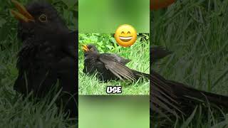 Why are THESE BIRDS covered with ANTS [upl. by Christianson325]