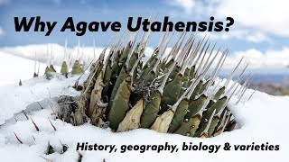 Why Agave Utahensis [upl. by Sadnalor]