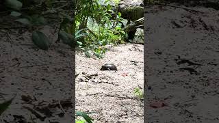 Walking steadily turtle riverside walkingmeditation healinghz 432hz naturetherapy breathwork [upl. by Noirb]