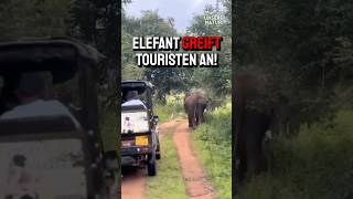 Elefant greift Touristen an [upl. by Oech522]