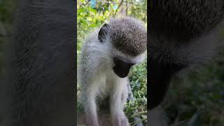 Monkey finally realizes his being stared at [upl. by Pussej]