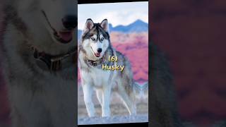 Top 10 dangerous dogs in the world shorts dog [upl. by Johnette]