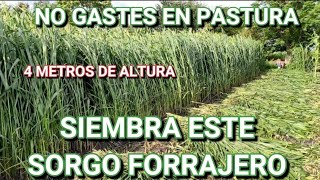 ¡¡EL FORRAJE MÁS BARATO QUE PUEDAS SEMBRAR 🌱🌾☘️ [upl. by Aitel]