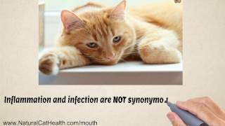 Cure For Stomatitis In Cats is Easy and Natural [upl. by Lancelle]