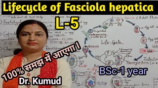 Fasciola hepaticaLifecycle of Fasciola hepaticaLiver FlukeL5BSc1stYearZoologyPGTTGTDrkumud [upl. by Nauwaj]