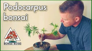 Podocarpus Bonsai  Trim and repot [upl. by Henn]