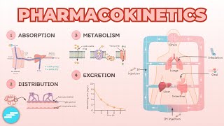 Introduction to Pharmacokinetics ADME Overview  Pharmacology [upl. by Mitchell]