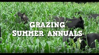 Grazing Summer Annuals [upl. by Bertie]