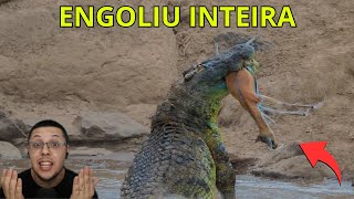 CROCODILO COLOSSAL ENGOLE GAZELA INTEIRA DE UMA VEZ [upl. by Atselec]