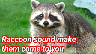 raccoon sounds to make them come to you  raccoon sounds  baby raccoon sounds [upl. by Okim]