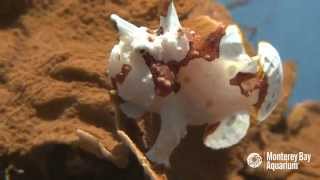 Let the Warty Frogfish Lure You In [upl. by Tija]