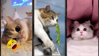 Funny Pets 🥰 fyp 🙀 CuteFunnyCats 1407 [upl. by Arhna]