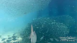 Great Hammerhead Shark Deerfield Beach Pier Underwater Cam [upl. by Aderb]