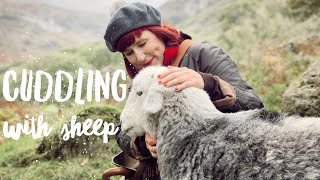 We cuddled with HERDWICK SHEEP IN THE LAKE DISTRICT  The Most BEAUTIFUL Thing Youll EVER See [upl. by Lanfri]