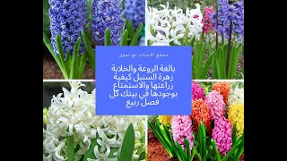 كيفية زراعة وانبات زهرة السنبل والاحتفاظ بها كل فصل ربيع Hyacinthus orientalis [upl. by Occir]