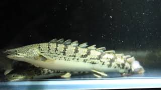 Polypterus delhezi [upl. by Catima]