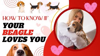 How To Know If Your Beagle Loves You  Signs Your Beagle Likes You [upl. by Lief]