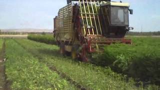 Mechanized Harvest of High Density Moringa [upl. by Sigfried512]