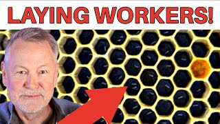 Beekeeping How To Discover amp FIX Laying Workers [upl. by Lalad]