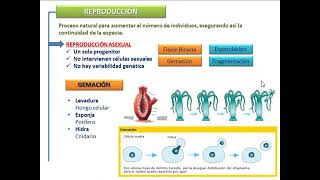 SER VIVO Cotamania [upl. by Irtak]