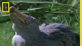 Shoebill Stork vs Lungfish  National Geographic [upl. by Neelie340]