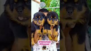 Rottweiler Puppies Availabledog [upl. by Kerr]