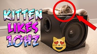 Kitten Likes 10HZ BASS  Logitech Z5500 [upl. by Anahpets]