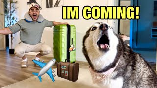 My Husky FREAKS OUT When She Sees Me Going on Vacation TEMPER TANTRUM [upl. by Onihc]