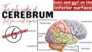 Sulci and gyri on the inferior surface of the cerebral hemisphere  Neuroanatomy  Anatomy mbbs [upl. by Nofpets]