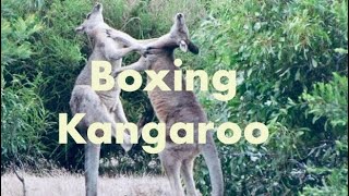 Boxing Kangaroo  Kangaroo Fighting [upl. by Aminta]