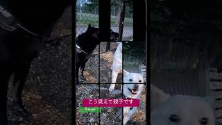 犬犬 可愛い 愛犬映え funny 北海道犬 mix犬 日本犬物語 [upl. by Noitsirhc]