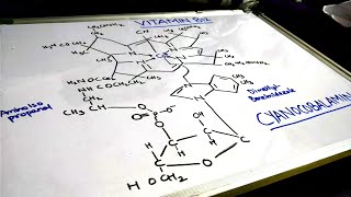 ALL ABOUT VITAMIN B12 COBALAMINESTUDY [upl. by Weil]