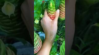 Flower Oozes Natures Hair Miracle 😱 shorts plants [upl. by Alexia]