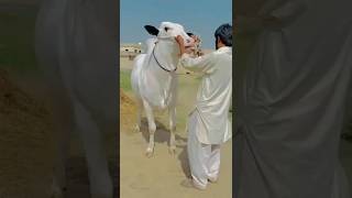 2024 ki kurbani ka khubsurat short video [upl. by Khoury438]