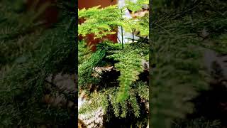 Asparagusto fern plants shortvideo [upl. by Suivatna665]