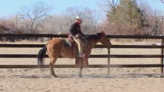 Hackamore horse training rollbacks [upl. by Shanon]