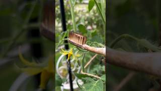 Tomaten bestäuben Der elektrische ZahnbürstenTrick [upl. by Derfiniw350]