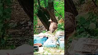 beautiful peahen babies 🦚birds birdlovers [upl. by Hindu]