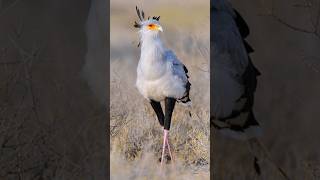 Secretary Bird  Snake Stomper [upl. by Celesta]