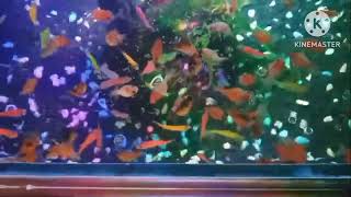 Wolffia Disukai Anak Ikan Mas Koki dan Glow Fish [upl. by Kroo]