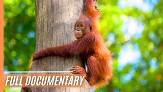 Sabah Malaysian Borneo  Full Documentary [upl. by Dyal]