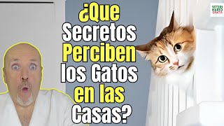 😱 ¿QUE SECRETOS PERCIBEN LOS GATOS EN LAS CASAS 😱 [upl. by Ayr]