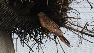 Rode wouw  Red kite  Planckendael [upl. by Artima969]