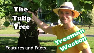 TulipTree Identification Liriodendron tulipifera Features and Facts [upl. by Gilpin]