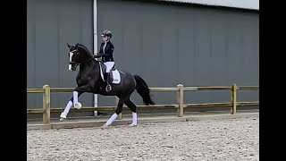 KWPN premium stallion Next Level 4 YO [upl. by Alia23]