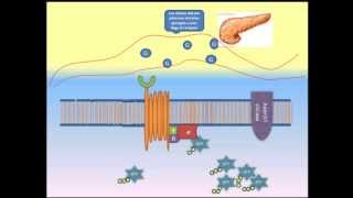 OBTENCION DE GLUCOSA  CONTRACCION MUSCULAR VIA DE ADENILIL CICLASA MIOCITO [upl. by Freyah]