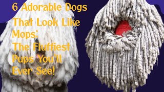 6 Adorable Dogs That Look Like Mops Meet These Fluffy Fun Breeds [upl. by Asyle]